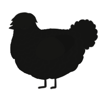 A black chicken with a lace pattern