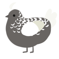 gossamer, a grey and white chicken with a half-lace pattern