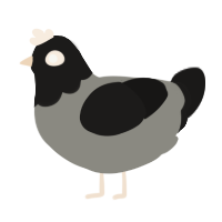 December, a ash and sable chicken with a head pattern