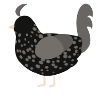 Spotted Ash, a black and grey chicken with a speckle pattern