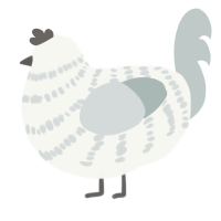 A white and silver chicken with a bar pattern