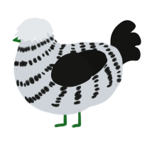 A mist and black chicken with a bar pattern