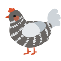 A grey and mist chicken with a bar pattern