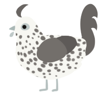 A white and grey chicken with a speckle pattern