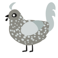 A ash and silver chicken with a speckle pattern