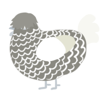 A ash and white chicken with a lace pattern