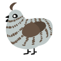 Bob Leponge, a silver and bark chicken with a bar pattern