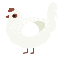 A white chicken with a half-lace pattern
