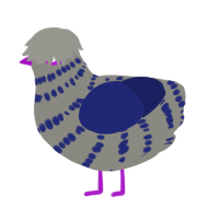 A ash and navy chicken with a bar pattern