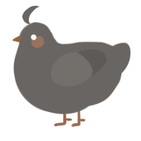 A grey chicken