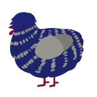 A navy and ash chicken with a bar pattern