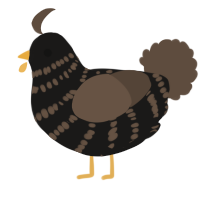 A sable and bark chicken with a bar pattern