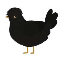 A sable and black chicken with a half-lace pattern