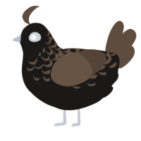 A sable and bark chicken with a half-lace pattern