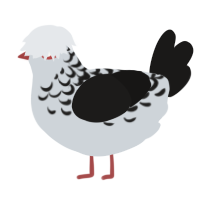 A mist and sable chicken with a half-lace pattern