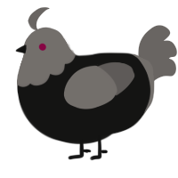 Burnie, a black and grey chicken with a head pattern