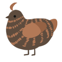 A bark and brown chicken with a bar pattern