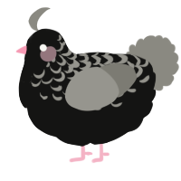 A black and ash chicken with a half-lace pattern