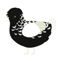 The Virus of Life, a black and white chicken with a half-lace pattern