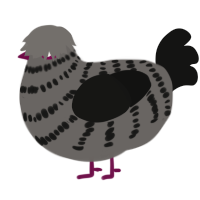 A grey and black chicken with a bar pattern