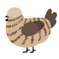 A beige and bark chicken with a bar pattern