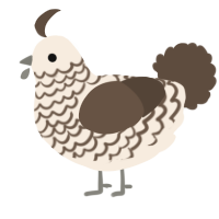 A cream and bark chicken with a lace pattern