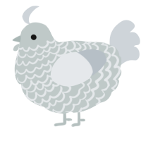 A silver and mist chicken with a lace pattern