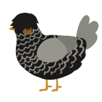 A sable and ash chicken with a lace pattern