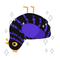 A black and indigo chicken with a bar pattern