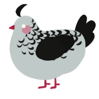 A silver and black chicken with a half-lace pattern