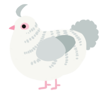 A white and silver chicken with a half-bar pattern