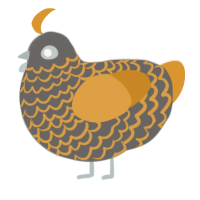 A grey and orange chicken with a lace pattern