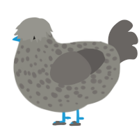 A ash and grey chicken with a speckle pattern