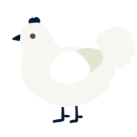 A white chicken
