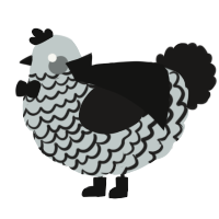 A silver and sable chicken with a lace pattern