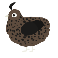 A bark and sable chicken with a speckle pattern