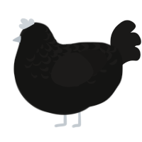 Sal, a black and sable chicken with a half-lace pattern