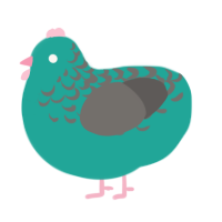Rose, a turquoise and grey chicken with a half-lace pattern