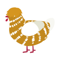 Mocha, a ochre and white chicken with a bar pattern