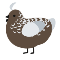 A bark and mist chicken with a half-lace pattern