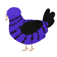 A indigo and black chicken with a bar pattern