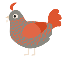 A ash and vermilion chicken with a lace pattern