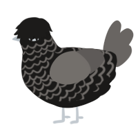 A sable and grey chicken with a lace pattern