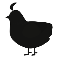 A black chicken with a neck-speckle pattern