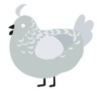 Angelica, a silver and mist chicken with a half-lace pattern