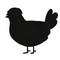 Stitches, a black chicken with a double-lace pattern