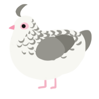 Ghost, a white and ash chicken with a half-lace pattern