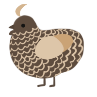A bark and beige chicken with a lace pattern