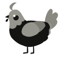 A black and ash chicken with a head pattern