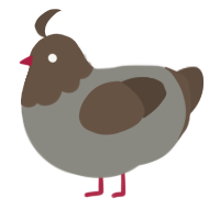 A ash and bark chicken with a head pattern